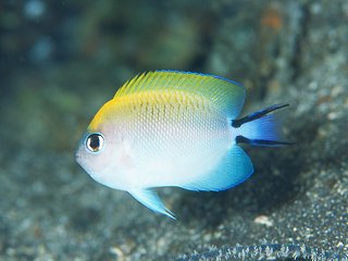 Spotbreast angelfish (Genicanthus melanospilos)