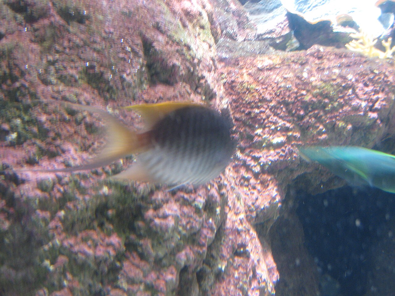 Spotbreast angelfish (Genicanthus melanospilos)