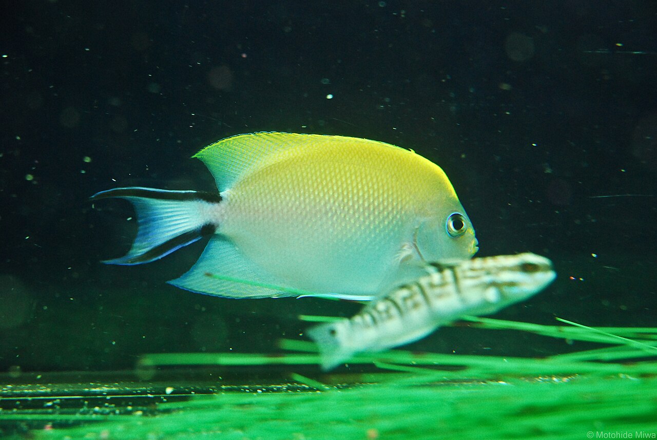 Spotbreast angelfish (Genicanthus melanospilos)