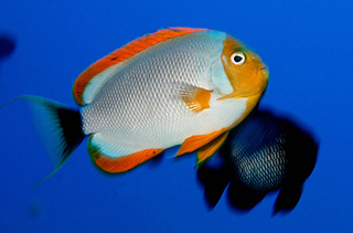 Masked angelfish (Genicanthus personatus)