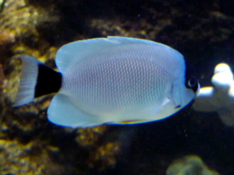 Masked angelfish (Genicanthus personatus)