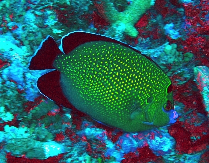 Spotted angelfish (Genicanthus takeuchii)