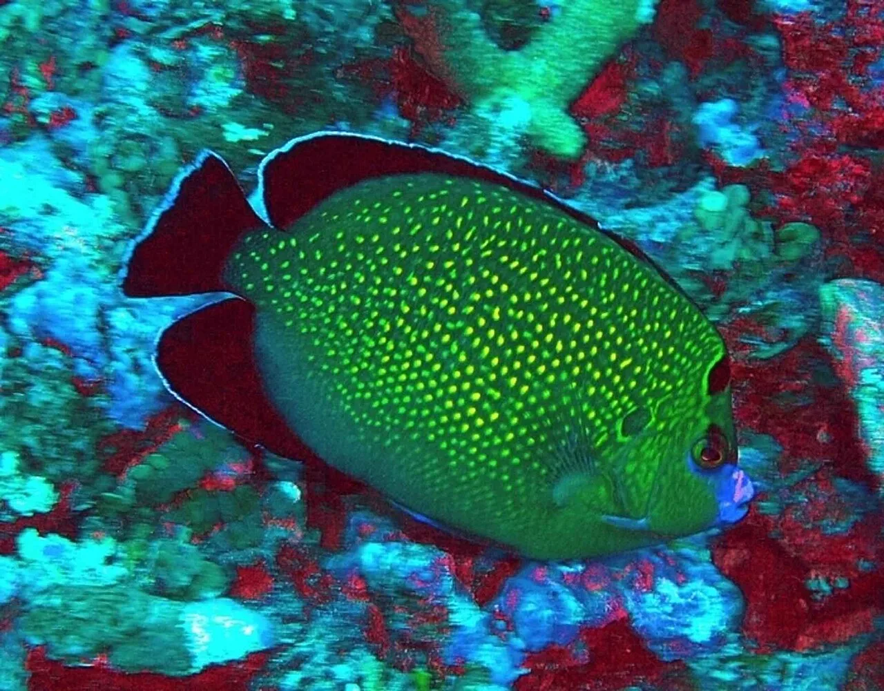 Spotted angelfish (Genicanthus takeuchii)