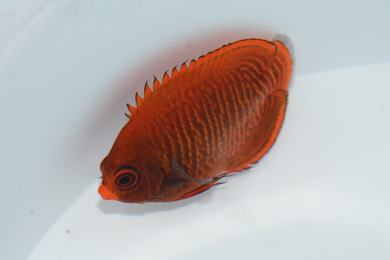 Golden angelfish (Centropyge aurantia)
