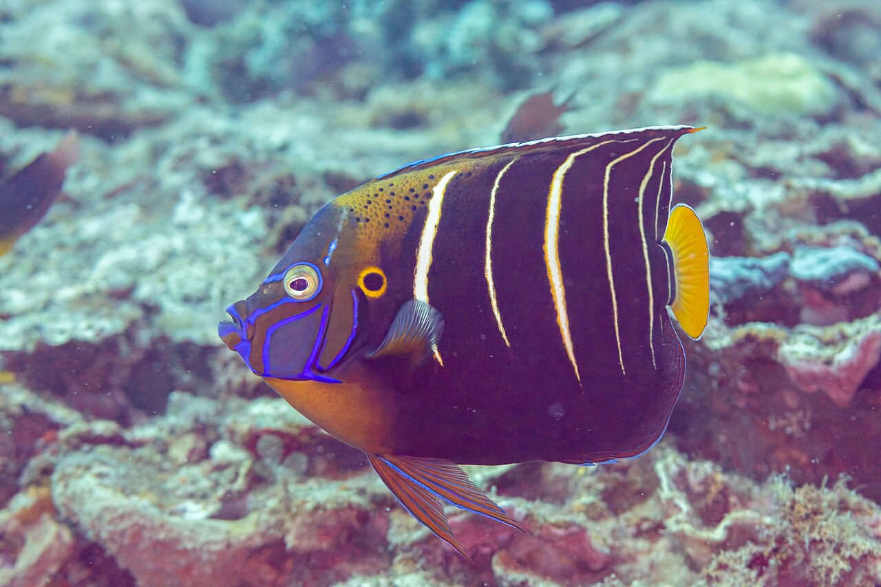 Goldtail angelfish (Pomacanthus chrysurus)