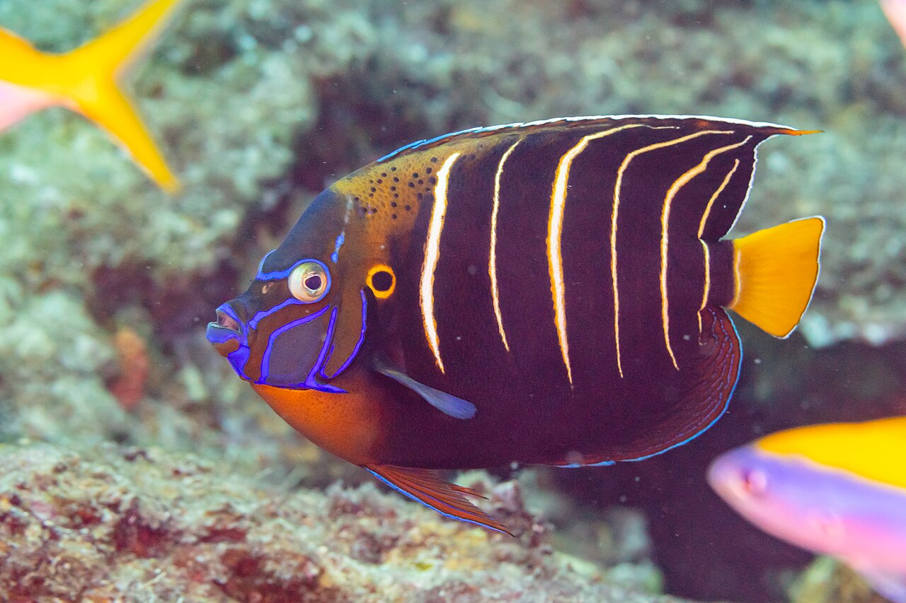 Goldtail angelfish (Pomacanthus chrysurus)