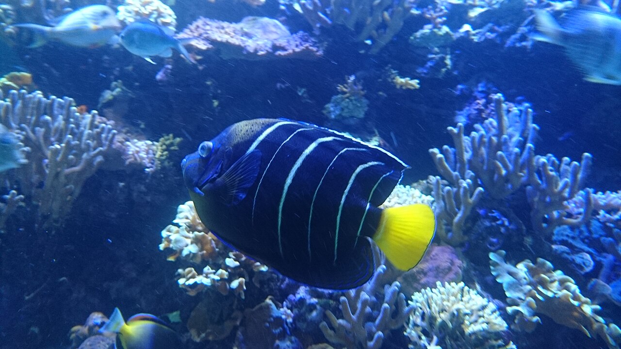 Goldtail angelfish (Pomacanthus chrysurus)