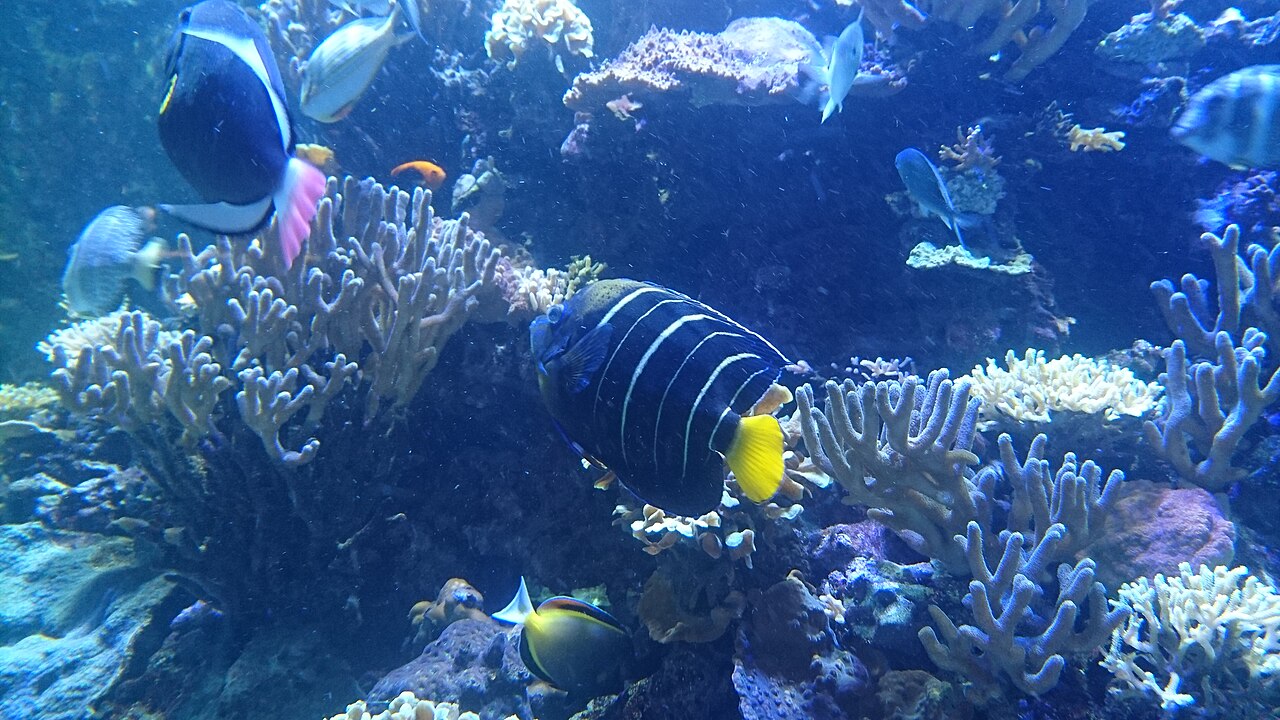 Goldtail angelfish (Pomacanthus chrysurus)