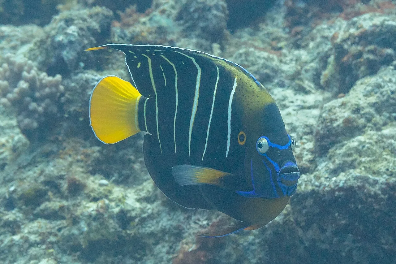 Goldtail angelfish (Pomacanthus chrysurus)