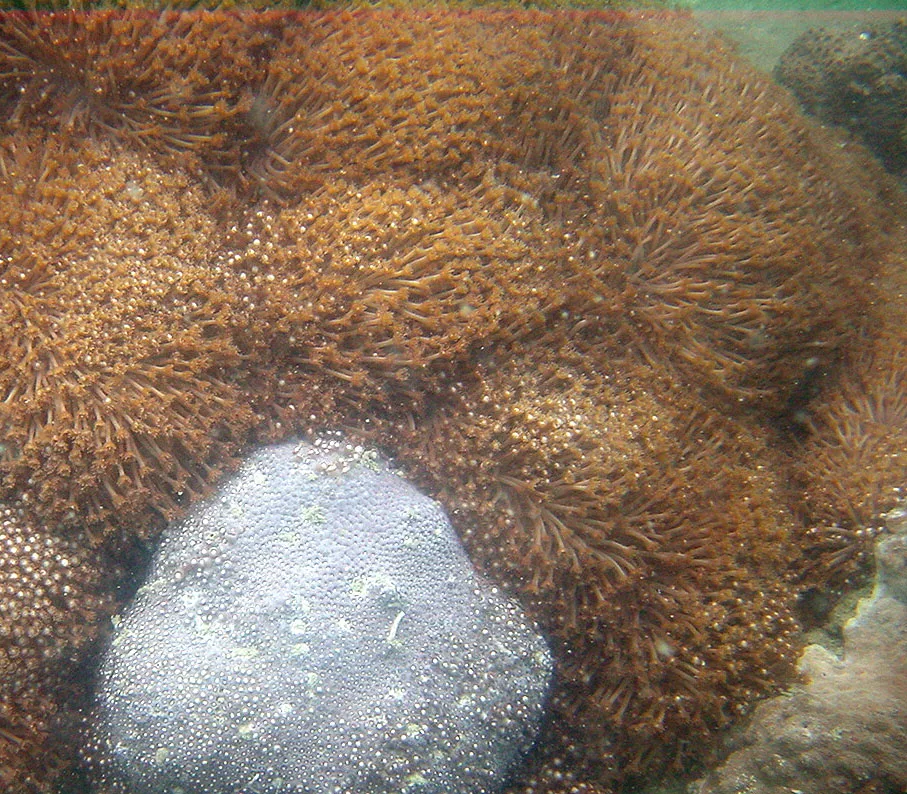 Anemone coral (Goniopora columna)