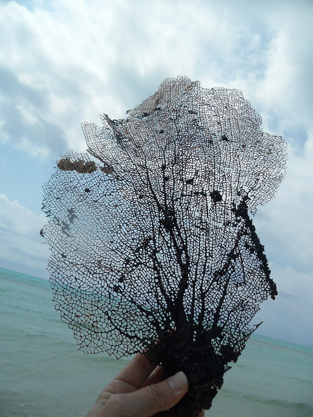 Venus sea fan (Gorgonia flabellum)