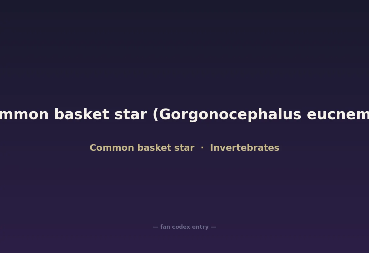Common basket star (Gorgonocephalus eucnemis)