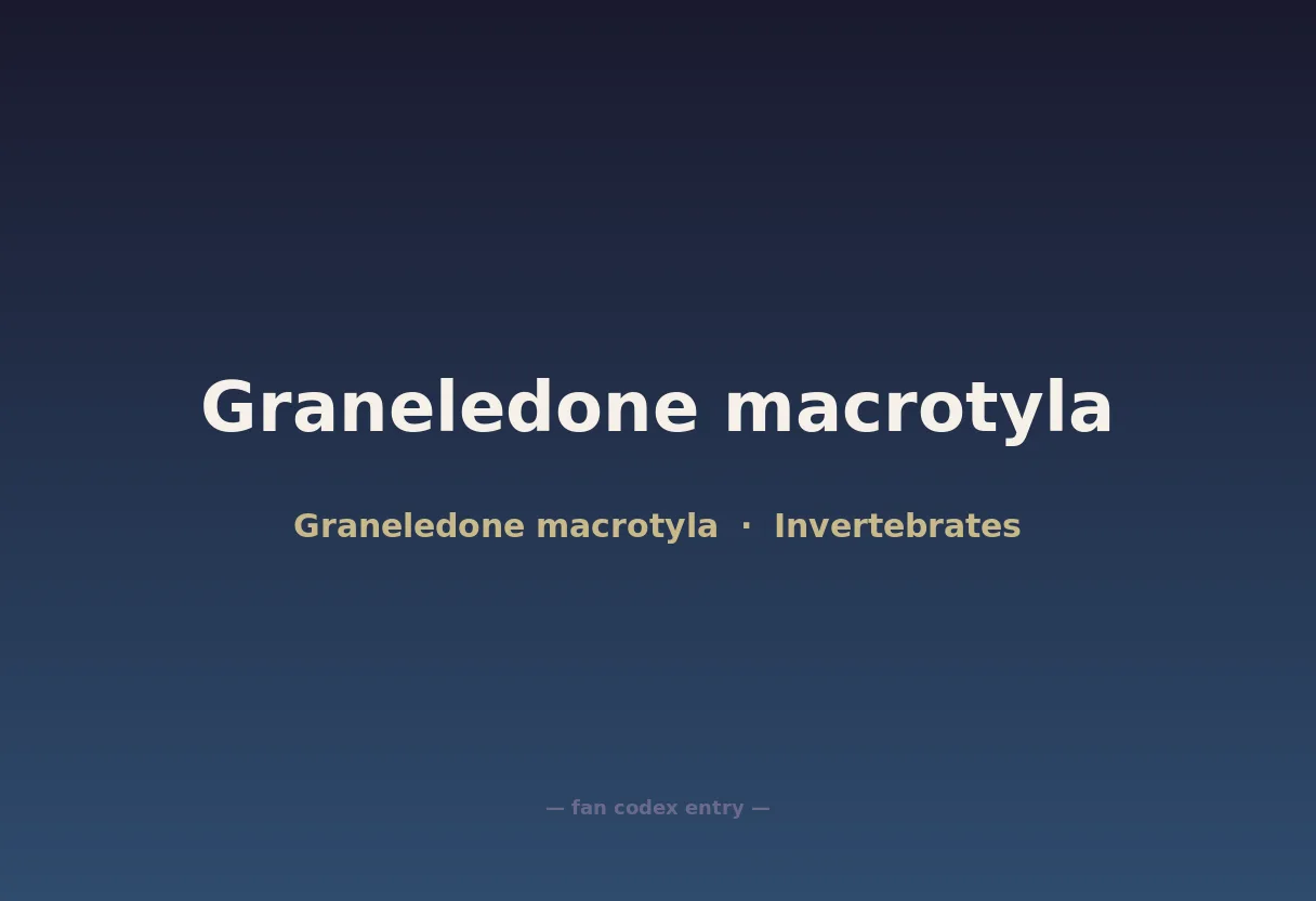 Graneledone macrotyla