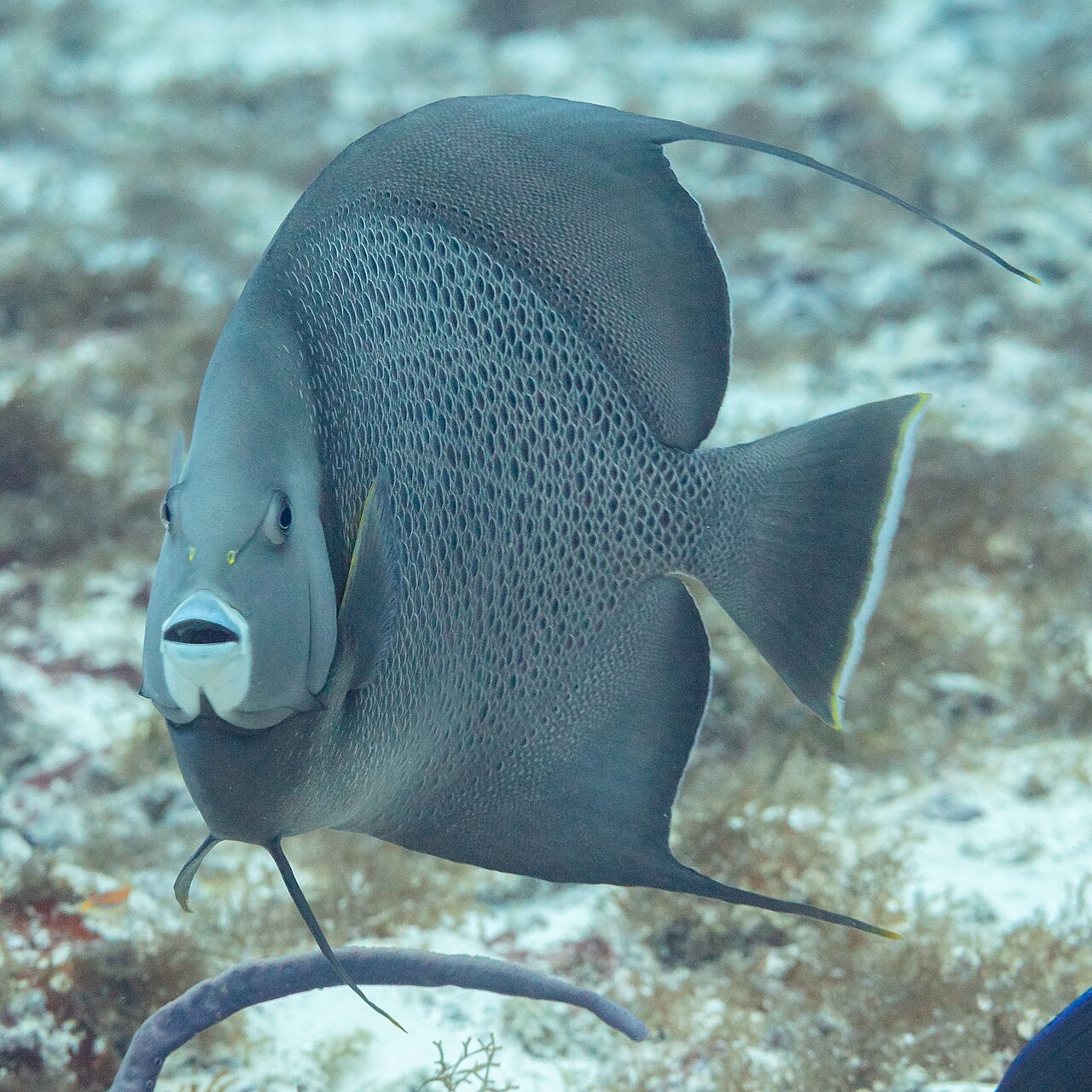 Gray angelfish (Pomacanthus arcuatus)