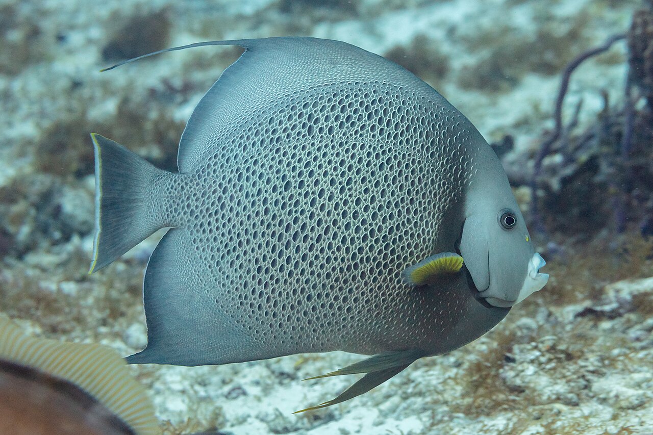 Gray angelfish (Pomacanthus arcuatus)