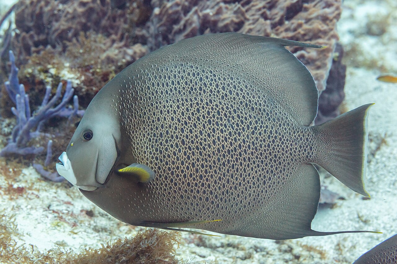 Gray angelfish (Pomacanthus arcuatus)