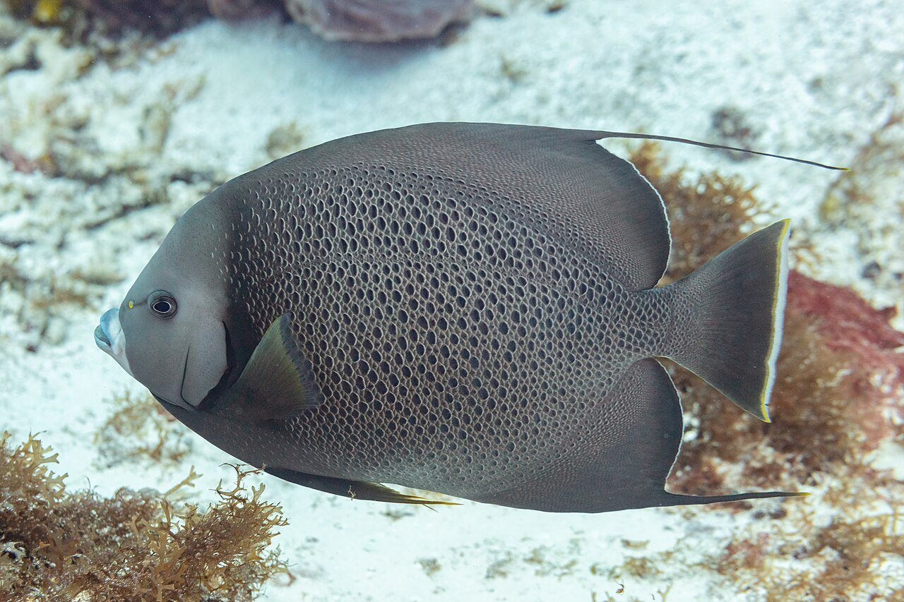 Gray angelfish (Pomacanthus arcuatus)