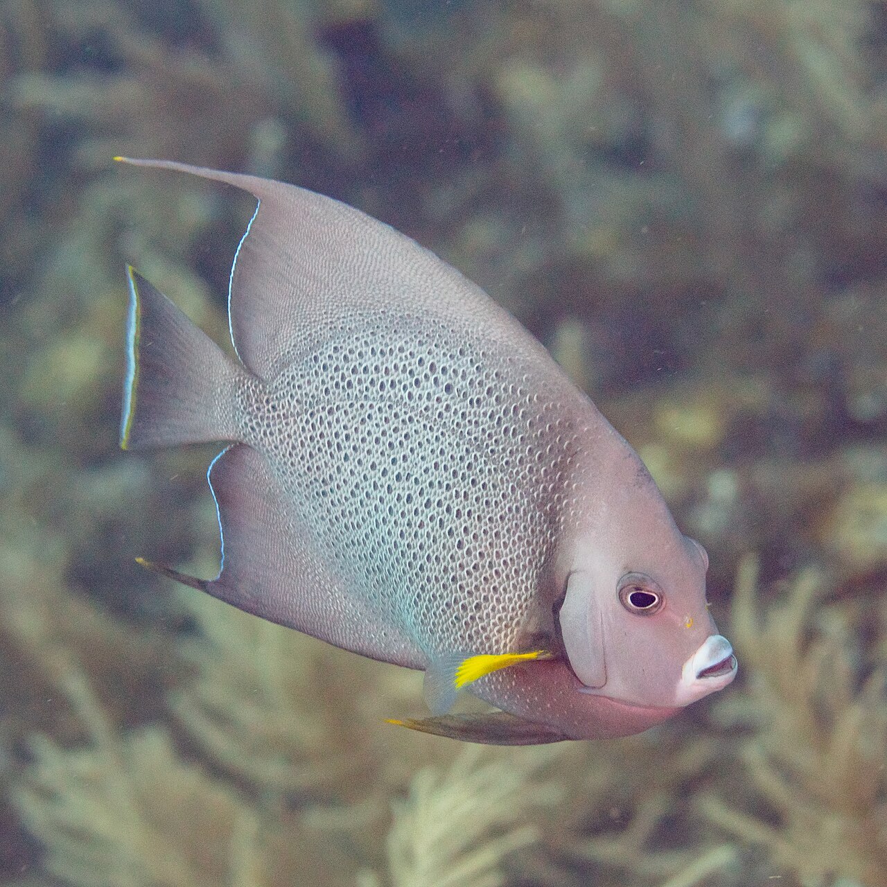 Gray angelfish (Pomacanthus arcuatus)