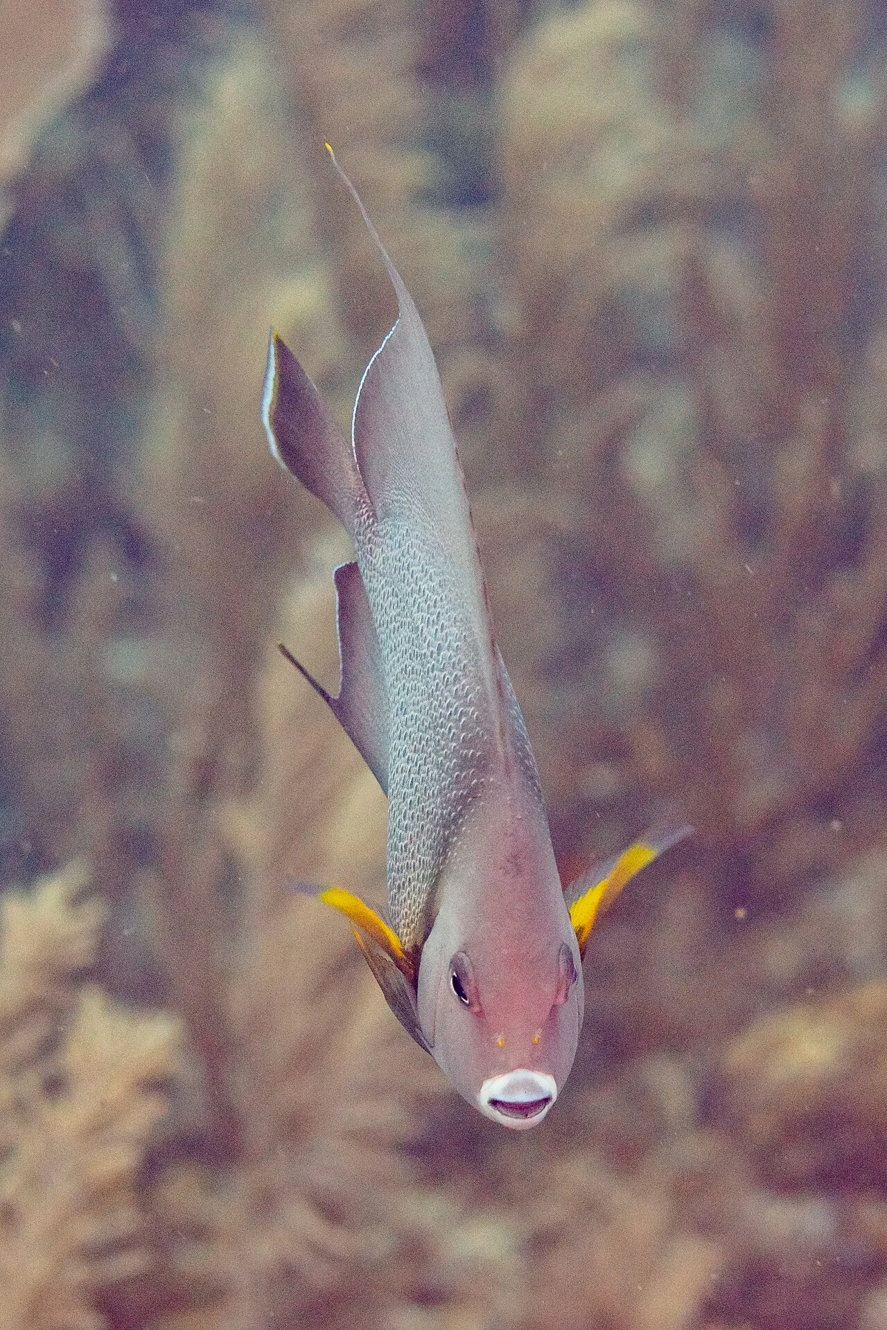 Gray angelfish (Pomacanthus arcuatus)