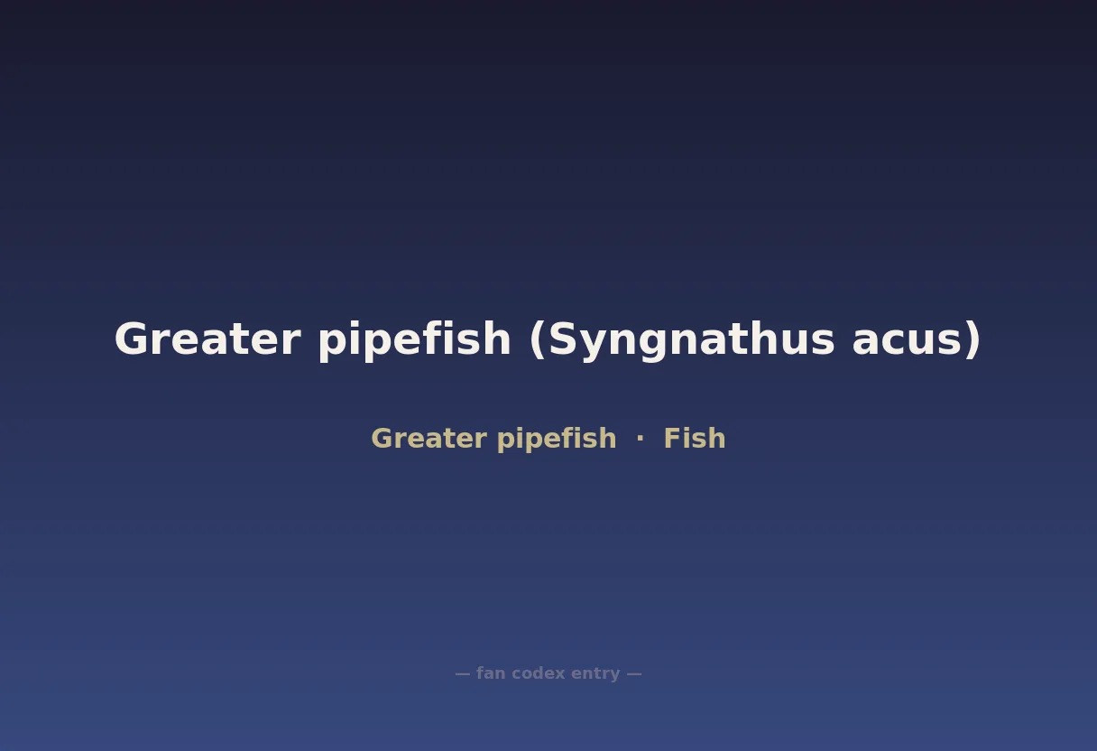 Greater pipefish (Syngnathus acus)