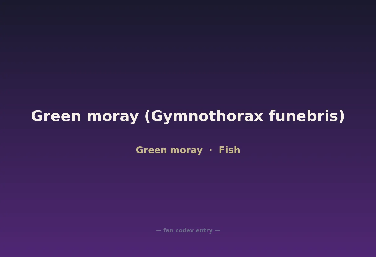 Green moray (Gymnothorax funebris)
