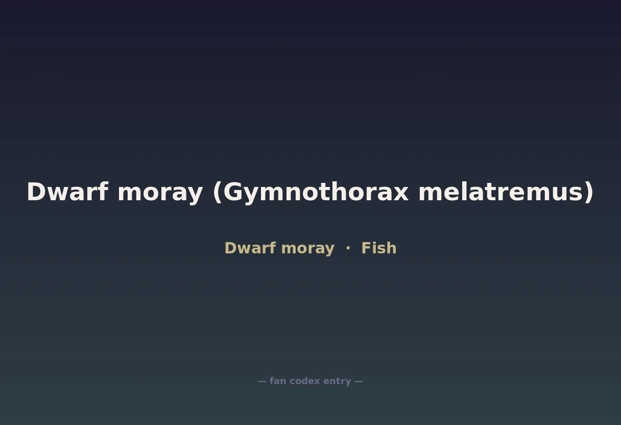 Dwarf moray (Gymnothorax melatremus)