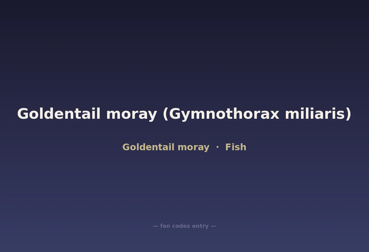 Goldentail moray (Gymnothorax miliaris)