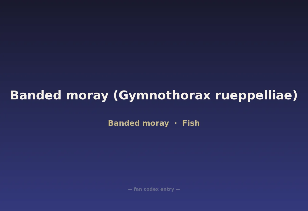 Banded moray (Gymnothorax rueppelliae)