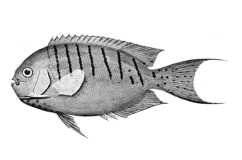 Halfbanded angelfish (Genicanthus semicinctus)