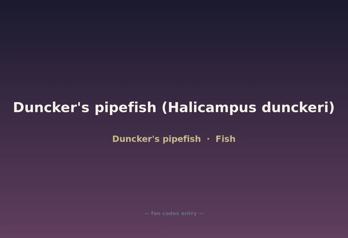 Duncker's pipefish (Halicampus dunckeri)