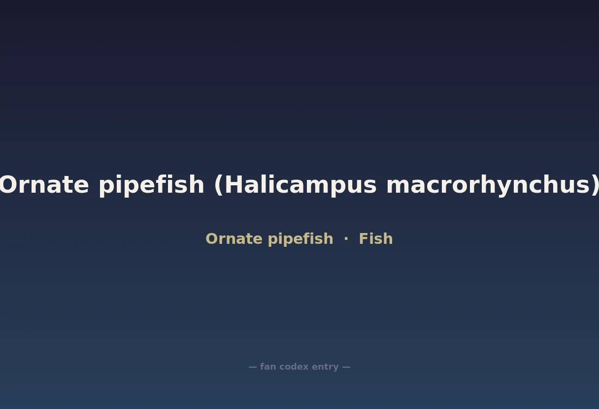 Ornate pipefish (Halicampus macrorhynchus)