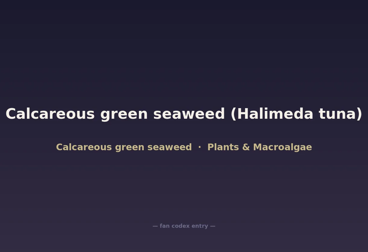 Calcareous green seaweed (Halimeda tuna)