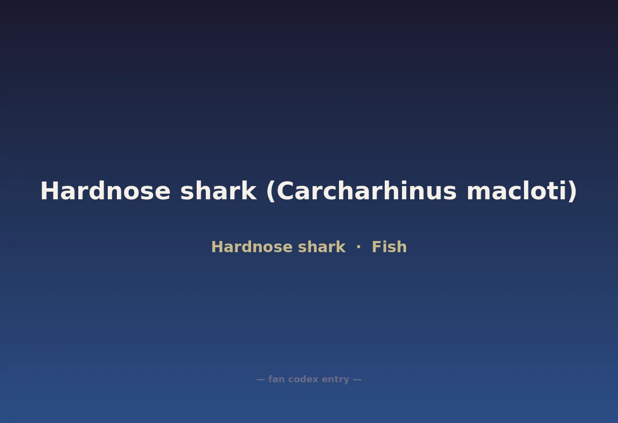 Hardnose shark (Carcharhinus macloti)