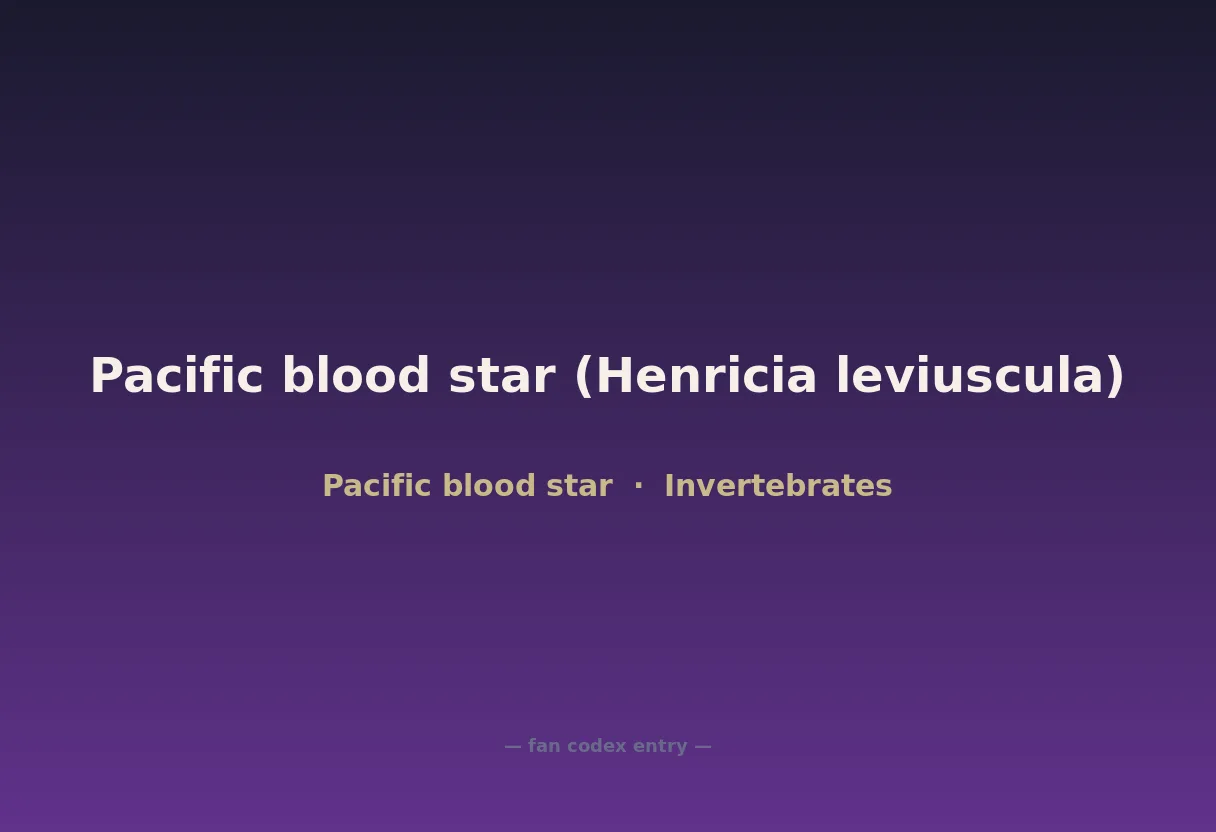 Pacific blood star (Henricia leviuscula)