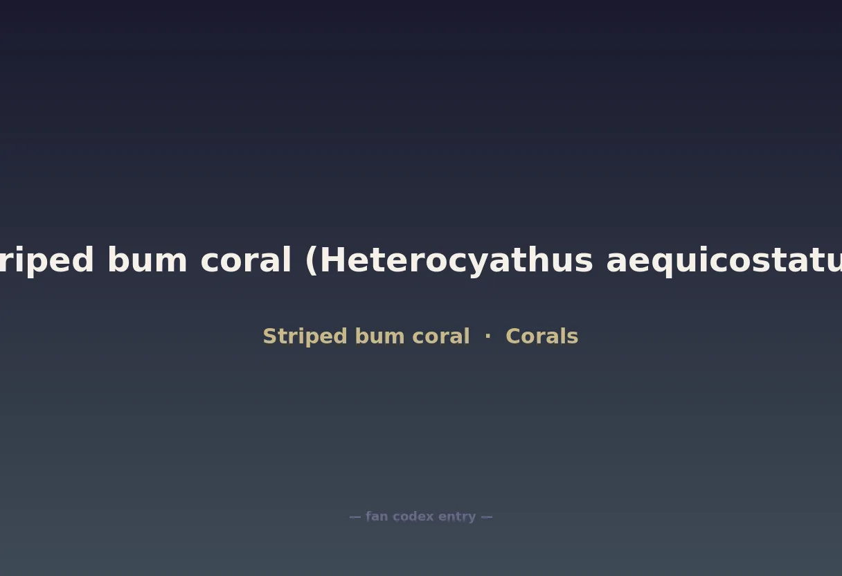 Striped bum coral (Heterocyathus aequicostatus)