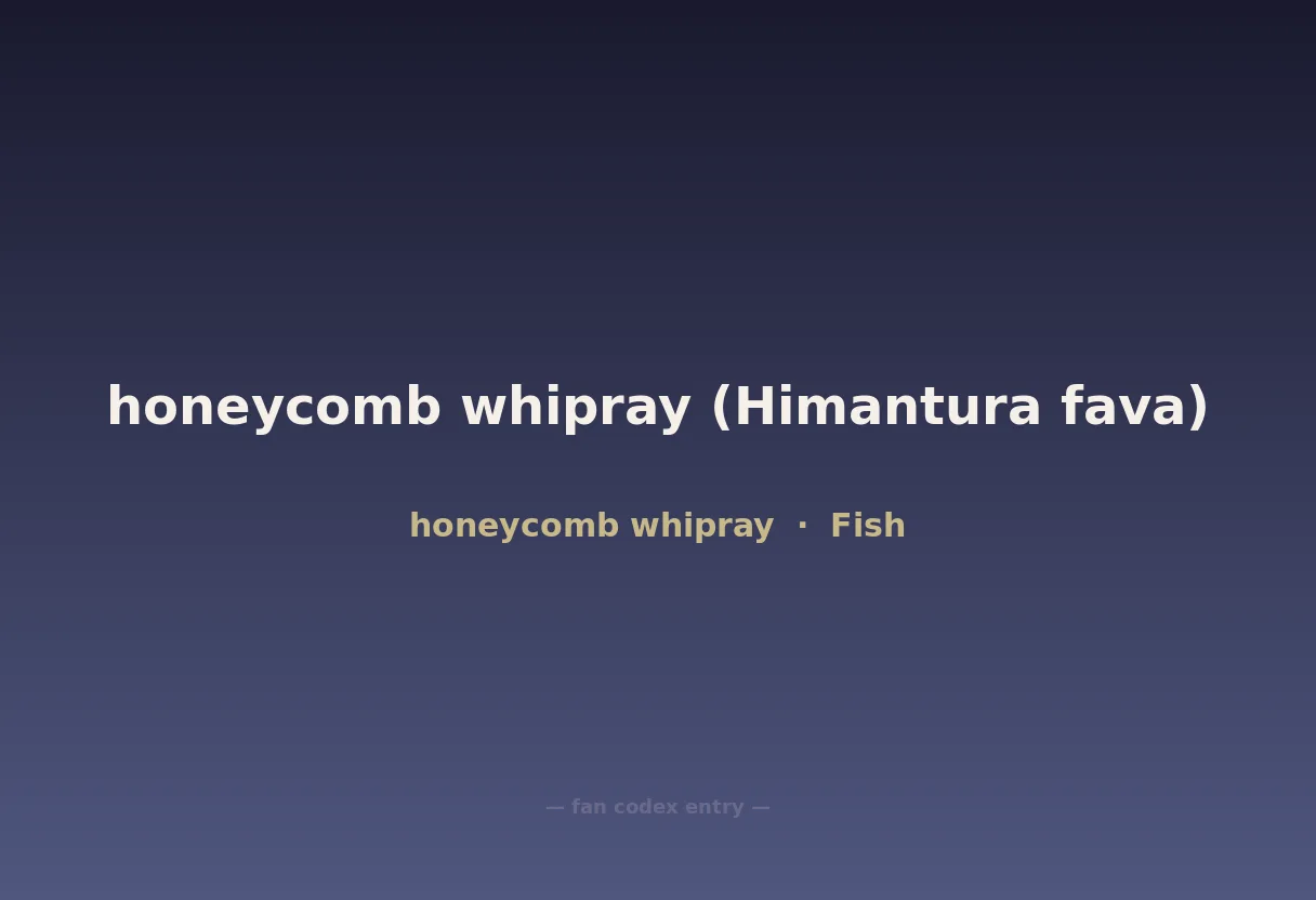honeycomb whipray (Himantura fava)