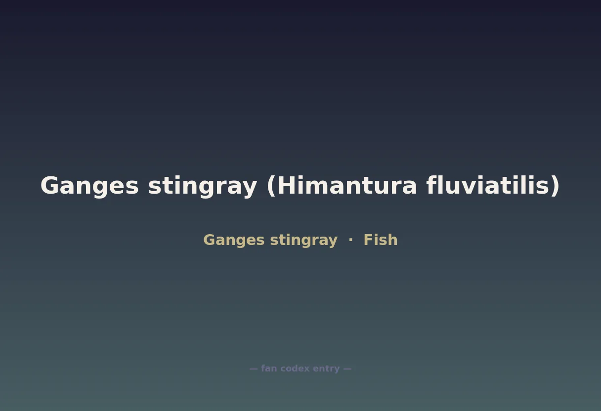 Ganges stingray (Himantura fluviatilis)