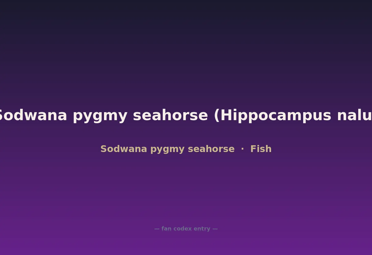 Sodwana pygmy seahorse (Hippocampus nalu)