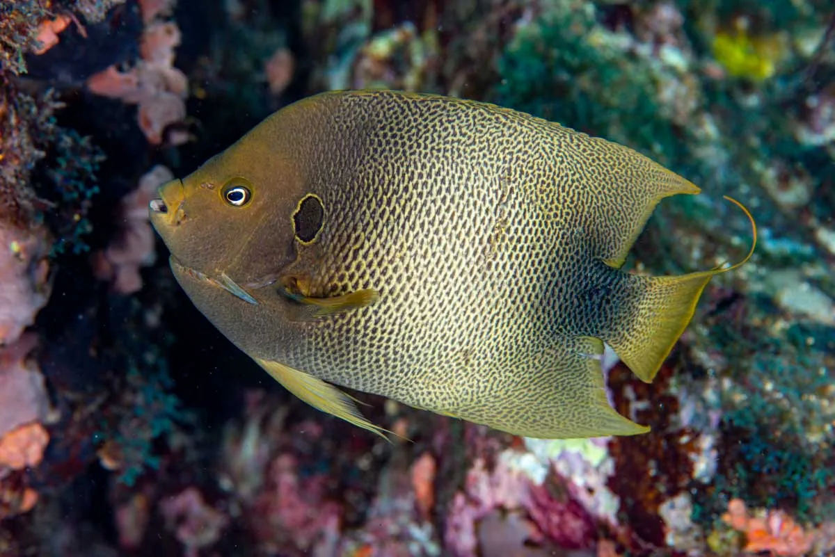 Holacanthus_africanus (Holacanthus africanus)