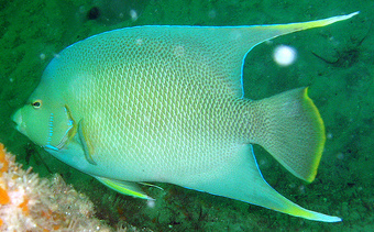 Angelfish (Holacanthus bermudensis)