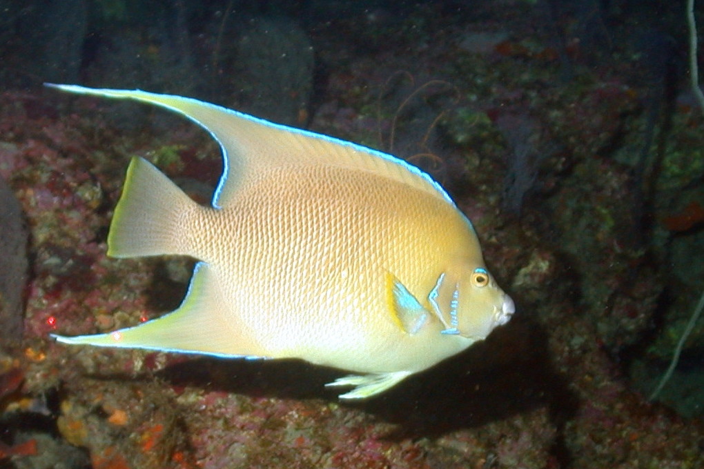 Angelfish (Holacanthus bermudensis)