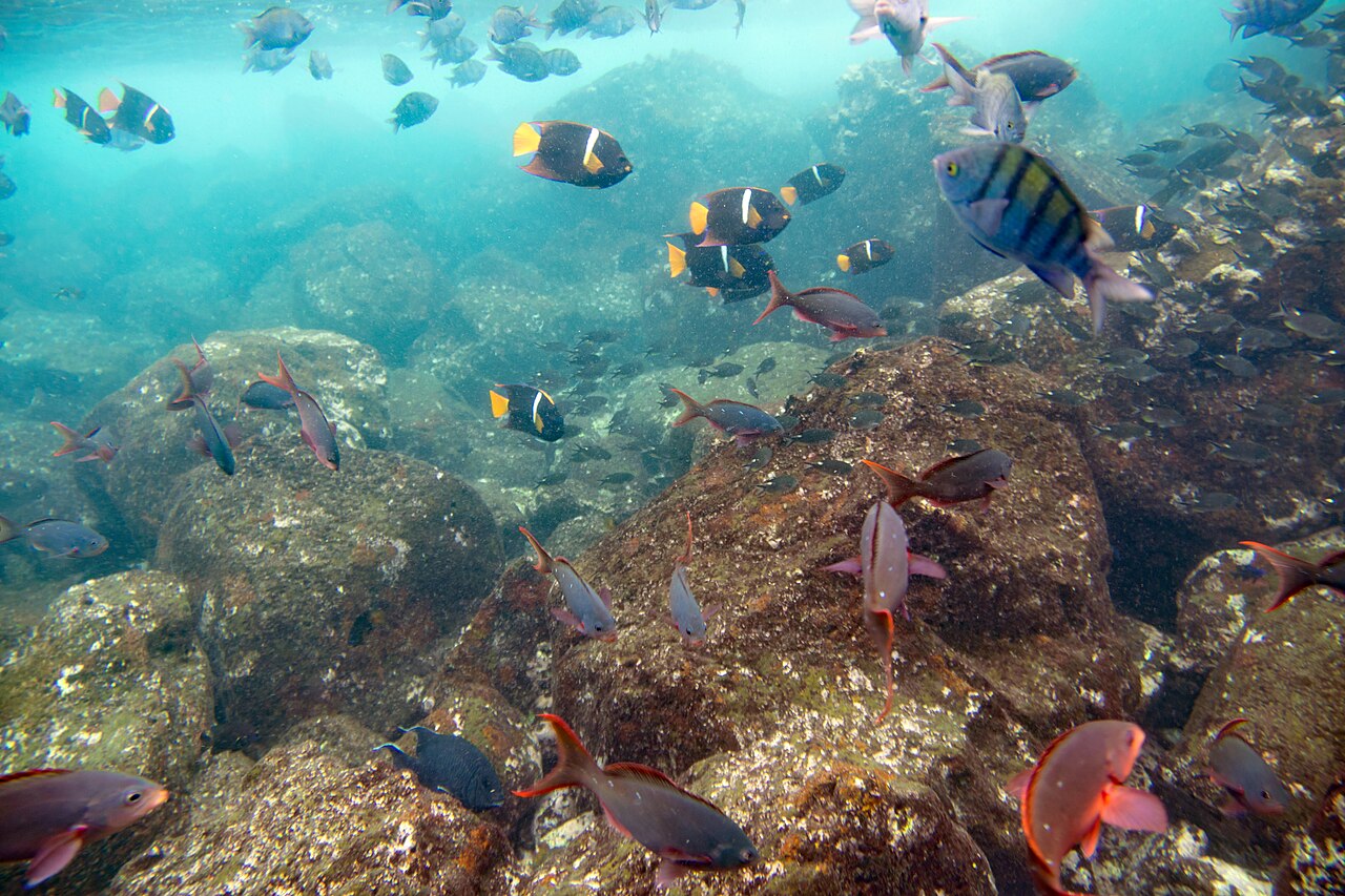 King angelfish (Holacanthus passer)