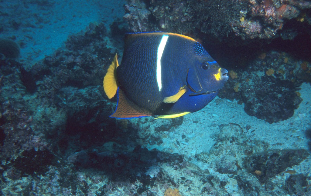King angelfish (Holacanthus passer)