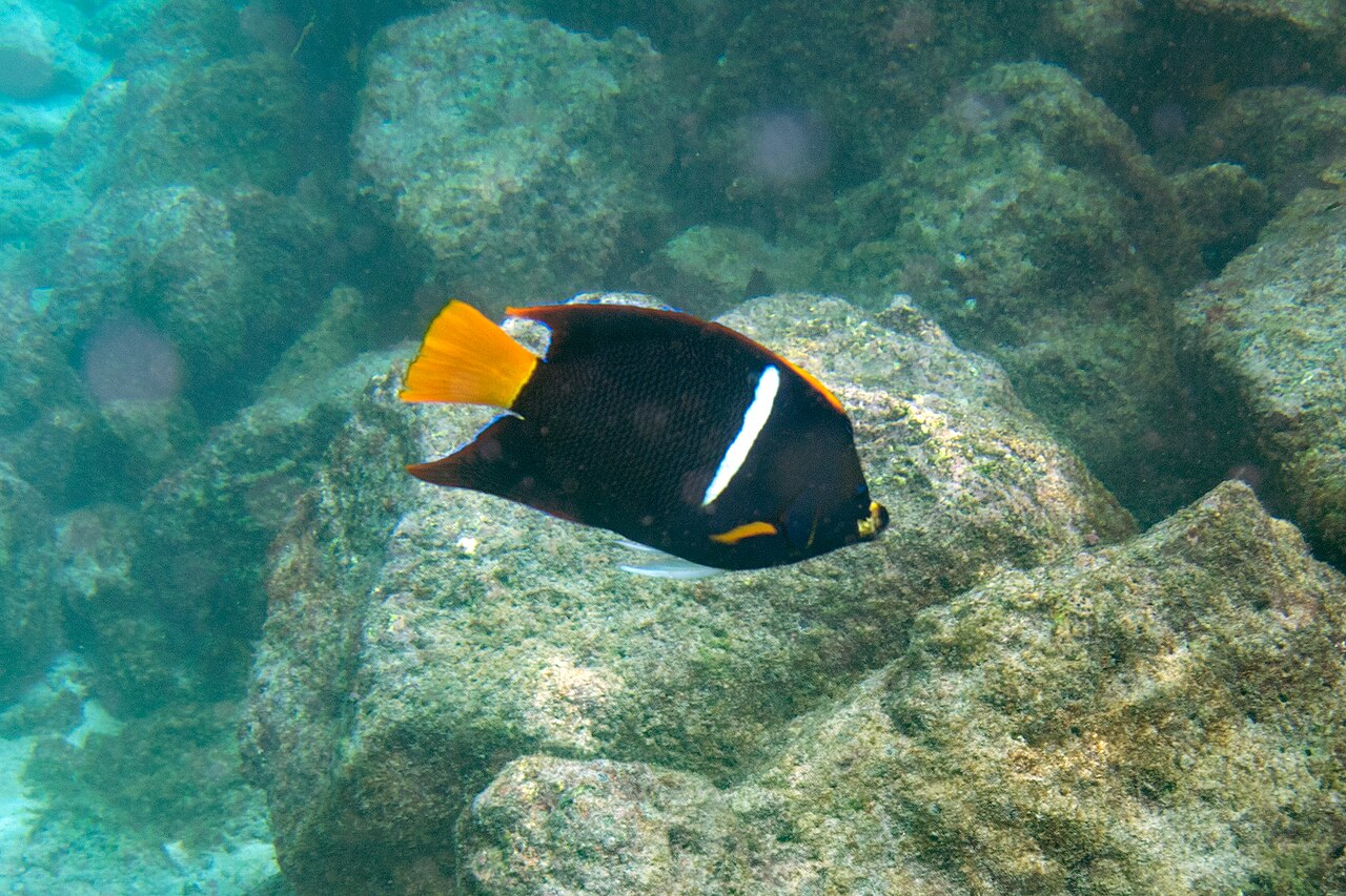 King angelfish (Holacanthus passer)