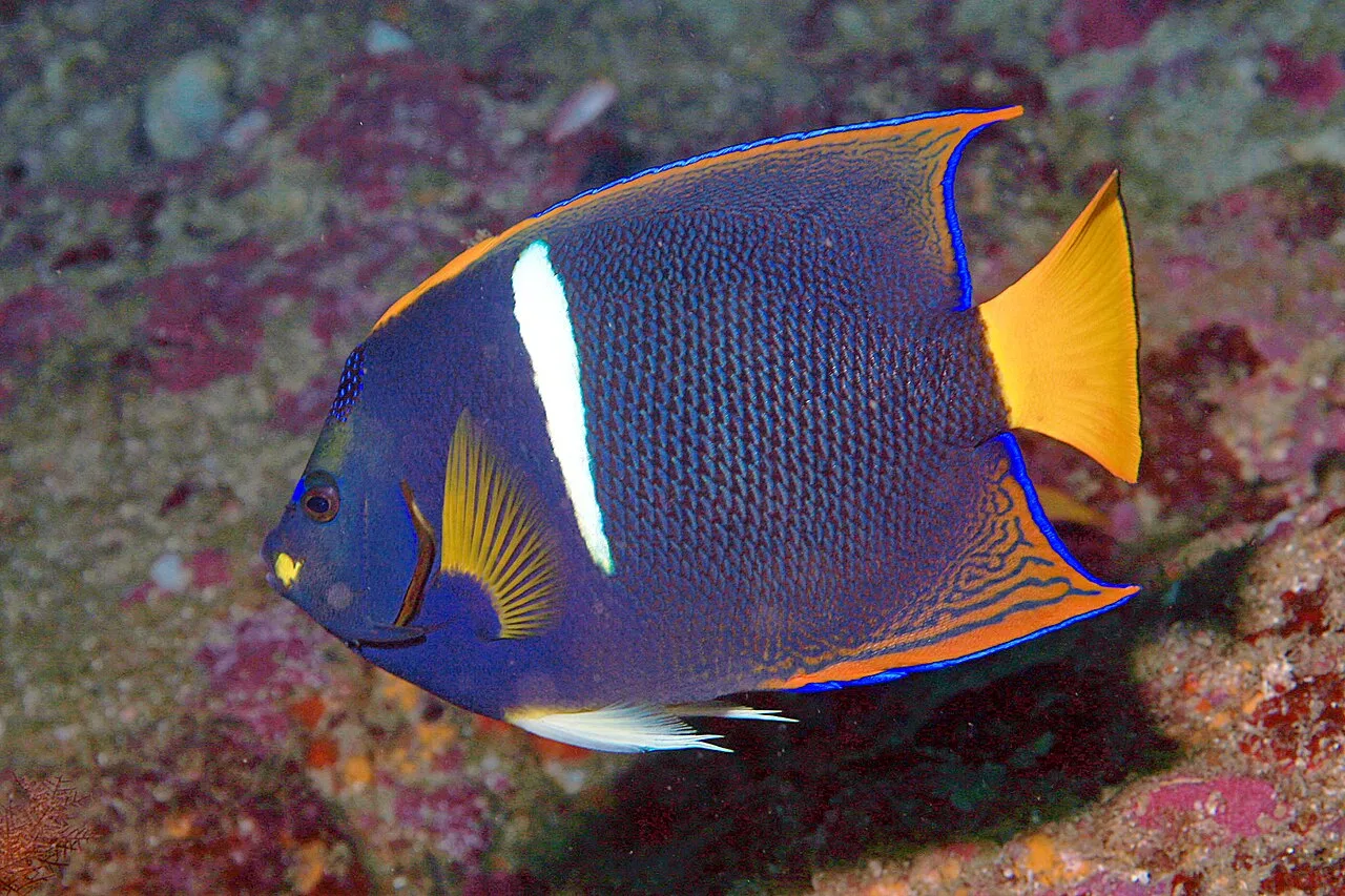 King angelfish (Holacanthus passer)