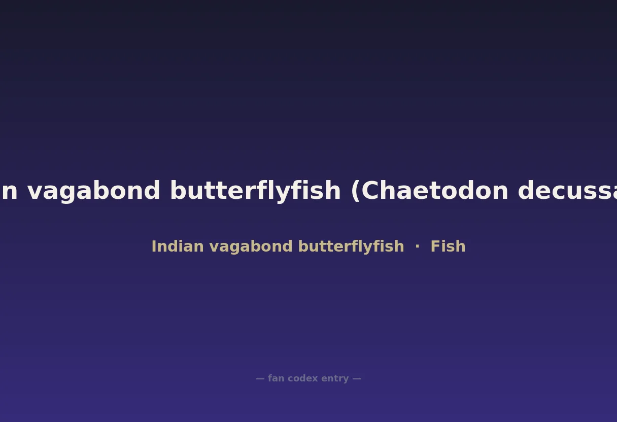 Indian vagabond butterflyfish (Chaetodon decussatus)