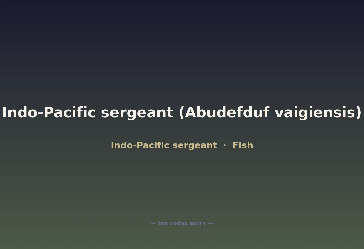 Indo-Pacific sergeant (Abudefduf vaigiensis)