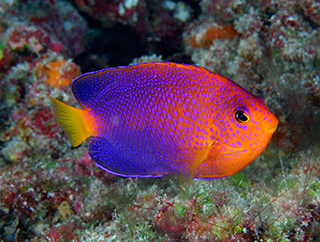 Japanese angelfish (Centropyge interrupta)
