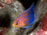 Japanese angelfish (Centropyge interrupta)