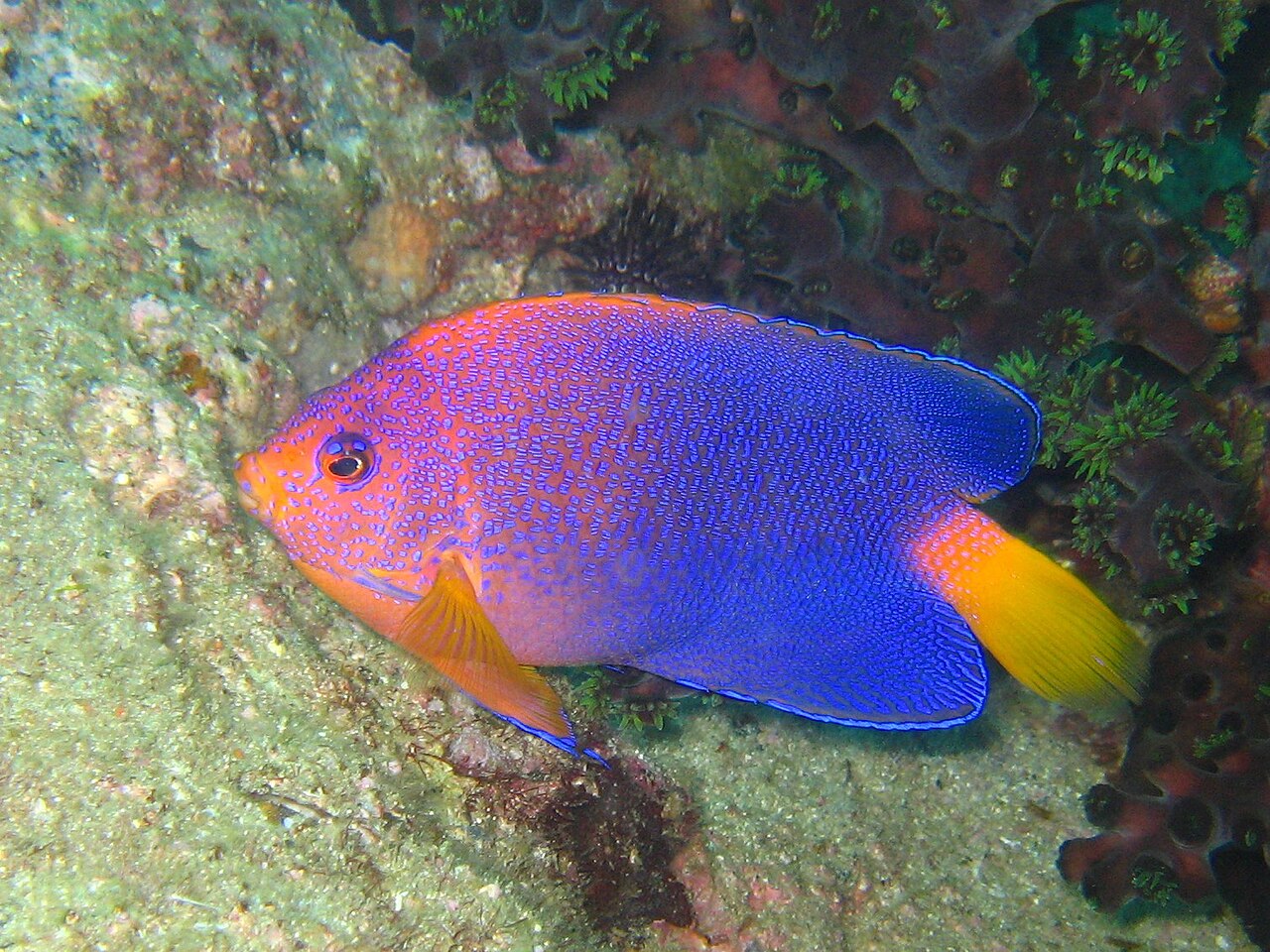 Japanese angelfish (Centropyge interrupta)